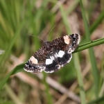 73.031 - Four-spotted