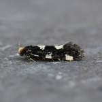 Tineidae
