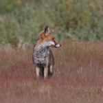 Red Fox