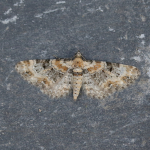 70.151 - Foxglove Pug