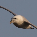 Fulmar