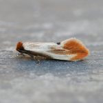 12.032 - Tinea semifulvella