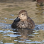 Gadwall