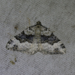 70.063 - Galium Carpet
