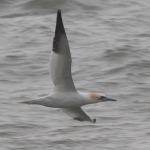 Gannet