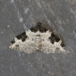 70.049 - Garden Carpet