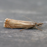 63.080 - Chrysoteuchia culmella