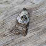49.077 - Acleris variegana