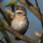 Garden Warbler