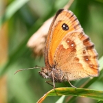 Gatekeeper