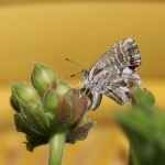 Geranium Bronze