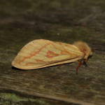 3.005 - Ghost Moth