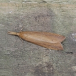 63.120 - Schoenobius gigantella