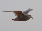 Glaucous Gull