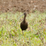 Ibises