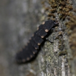 Glow-worm