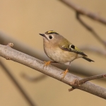 Goldcrest