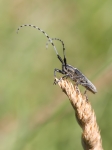 Longhorn Beetles