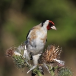 Finches