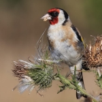 Goldfinch