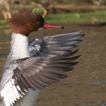 Ducks