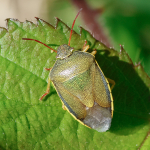 Gorse Shieldbug