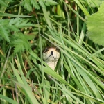 Grass Snake