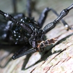 Great Capricorn Beetle