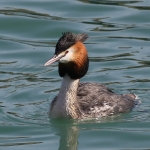 Grebes