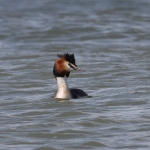 Great Crested Grebe