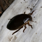 Great Diving Beetle