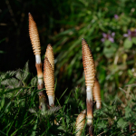 Great Horsetail