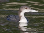 Great Northern Diver