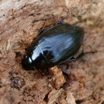 Great Silver Water Beetle
