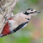 Great Spotted Woodpecker