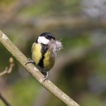 Great Tit