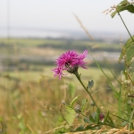 Greater Knapweed