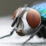 Green Bottle
