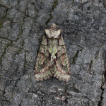 73.068 - Green-brindled Crescent