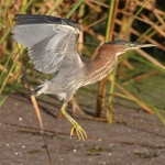 Bitterns & Herons