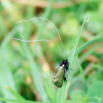 7.006 - Adela reaumurella