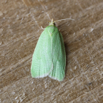 49.059 - Tortrix viridana