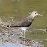 Green Sandpiper
