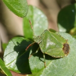 Green Shieldbug
