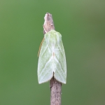 Nolidae