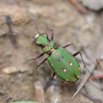 Beetles