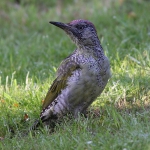 Green Woodpecker