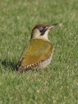 Woodpeckers