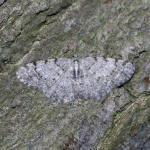 70.274 - Grey Birch