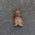 62.035 - Acrobasis advenella